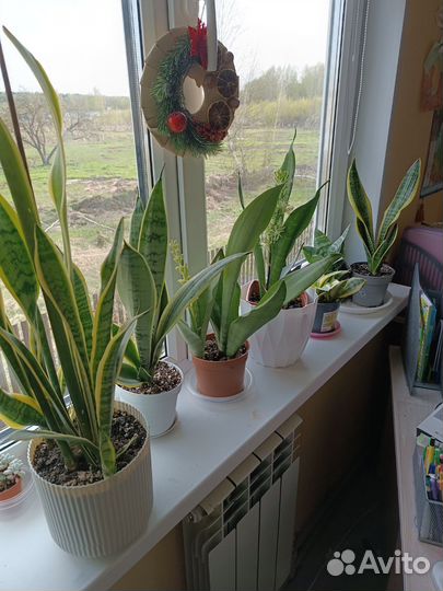 Сансевиерия сортовая