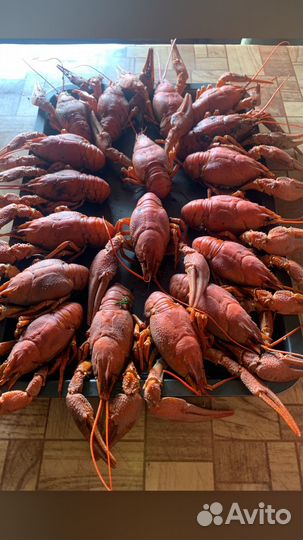 Продажа живых раков