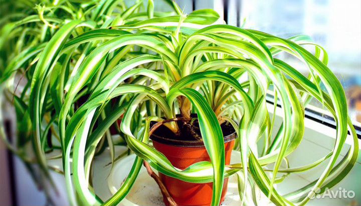 Хлорофитум