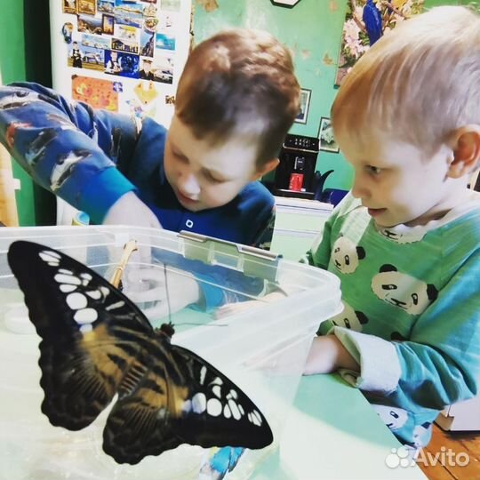 Мини-ферма бабочек