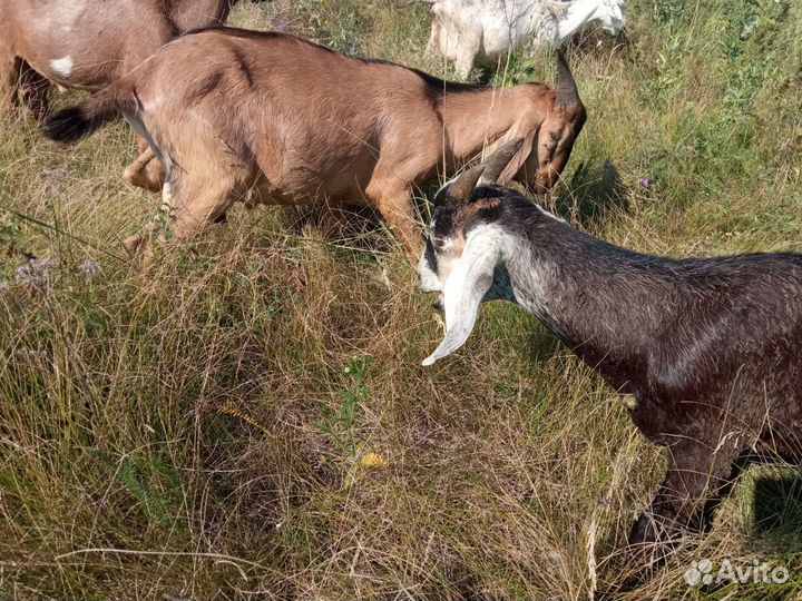 Нубийские козлики и козочки