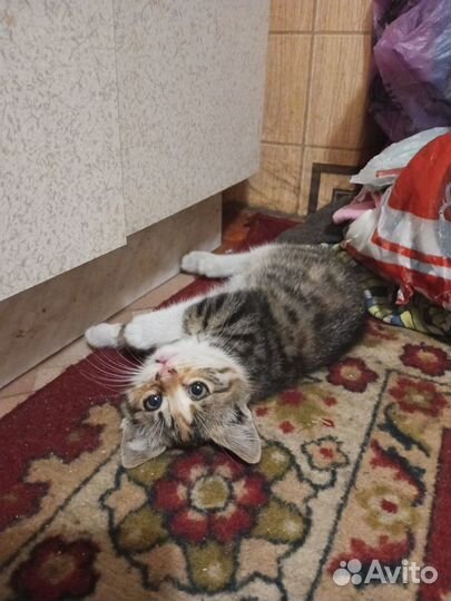 Котодетка девочка в семью