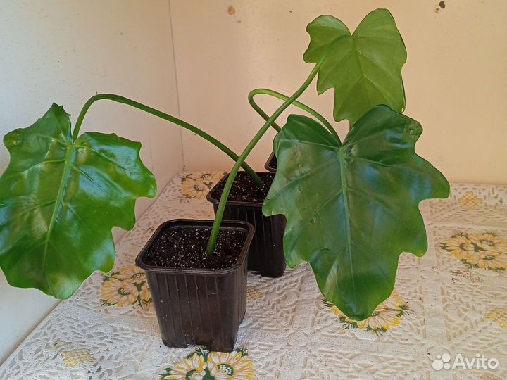 Филодендрон эванса