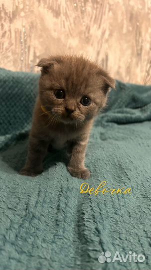 Шотландские котята