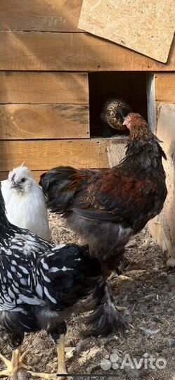 Петух Брама куропатчатый