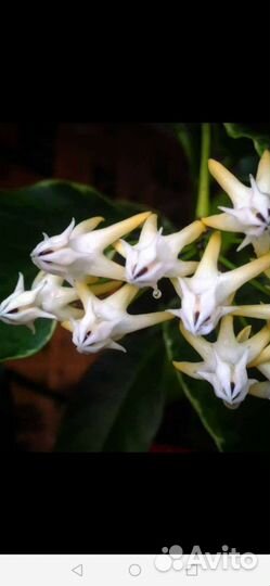 Хойя мультифлора