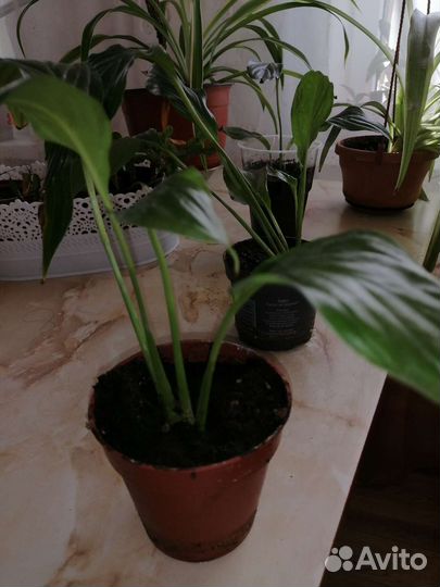 Хлорофитум