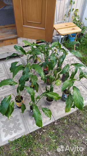 Спатифиллум, свежая рассадка