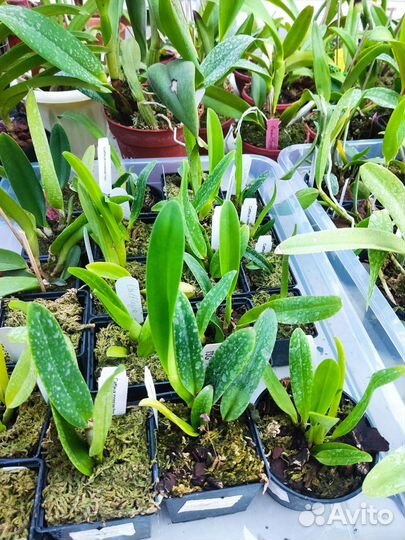 Cattleya mossia (Каттлея моховая). Орхидея