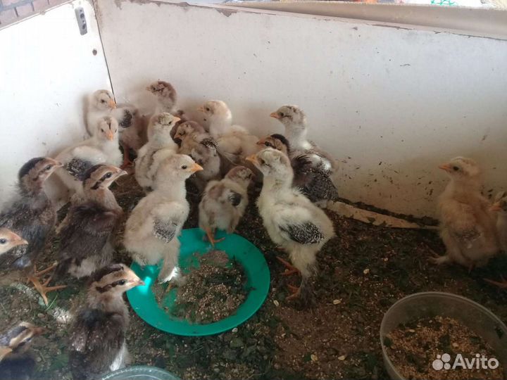 Цыплята