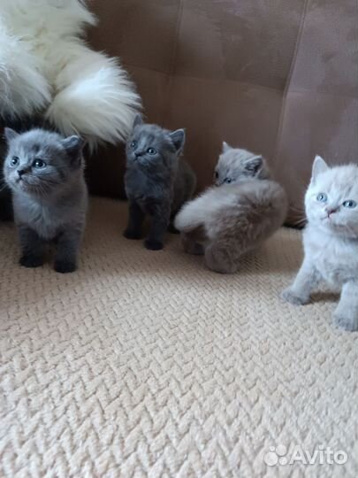 Британские котята