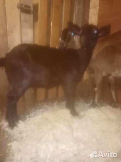 Козочка 4 месяца