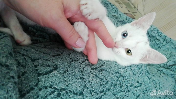 Котенок в добрые руки