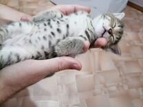 Котёнок (3 месяца), в хорошие руки