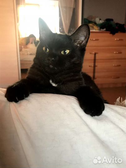 Кошка Анфиса