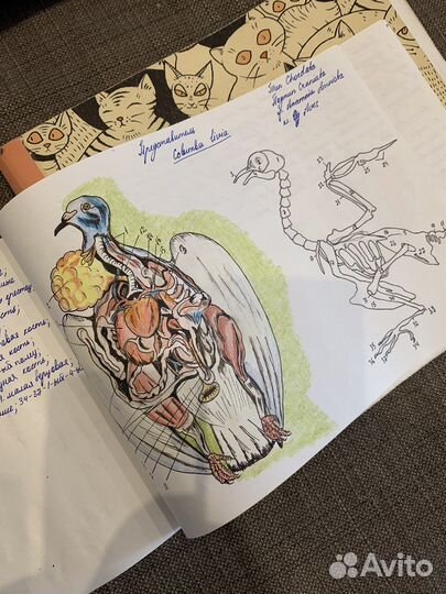 Лекции, альбомы для института