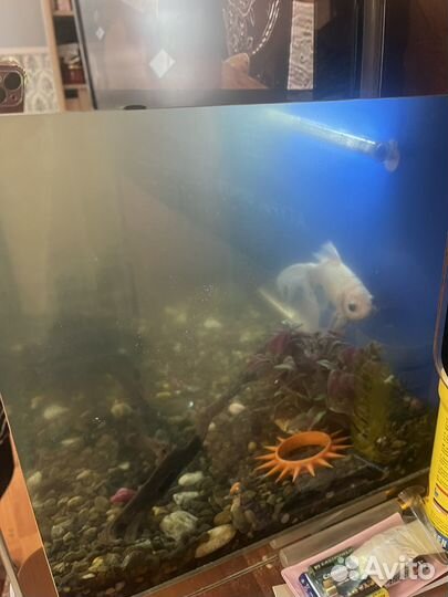 Аквариум с рыбами