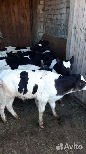 Телята бычки