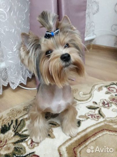 Йоркширский терьер для вязки