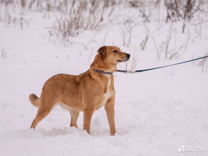 Собака Шери в добрые руки