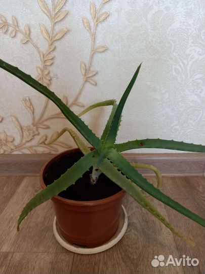 Алоэ лечебный