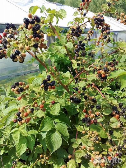 Саженцы ежевики садовой