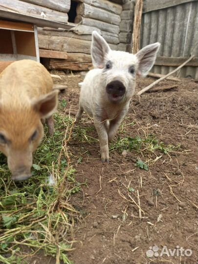 Свинки и кабанчики