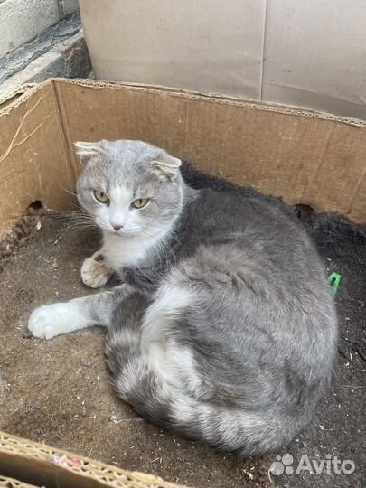 Коты черные, в добрые руки