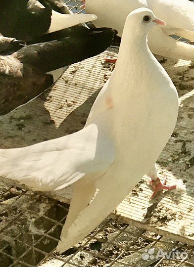 Голуби Высоколетные