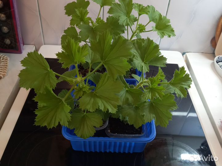 Пеларгония герань королевская