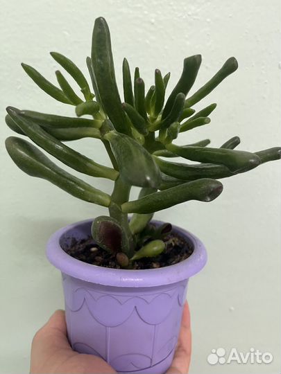 Комнатные растения