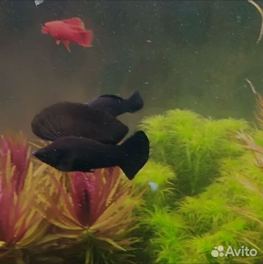 Живородящая рыбка Велифера Нигра