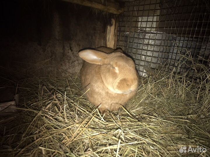 Кролики. Бургунцы и помесные