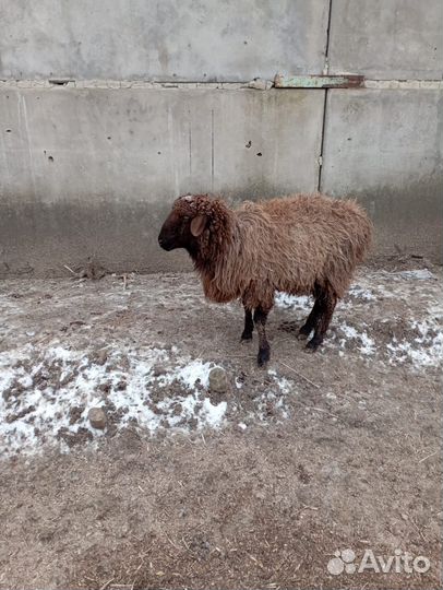 Овцы бараны ягнята