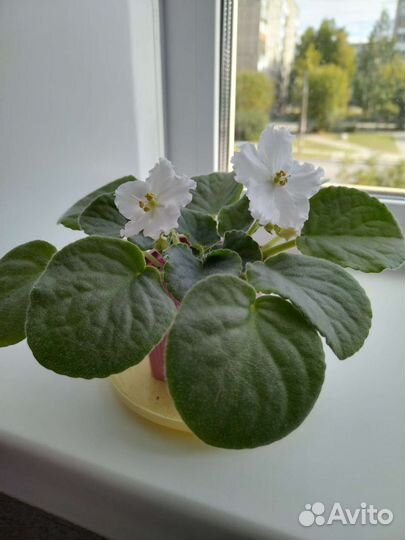 Фиалка белая