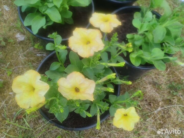 Петуния ампельная в горшке 5 и 10 литров