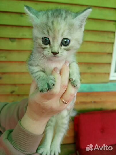 Отдам в добрые руки котят (мальчик и 3 девочки)