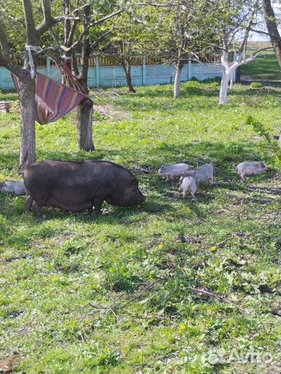 Вьетнамские веслобрюхии поросята