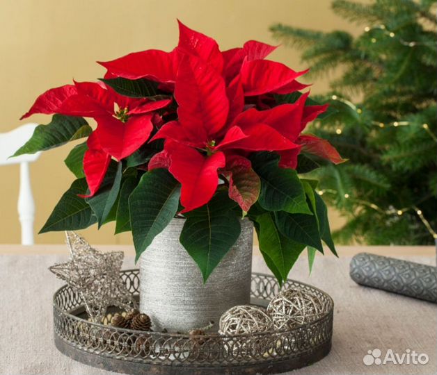 Пуансеттия или Рождественская звезда