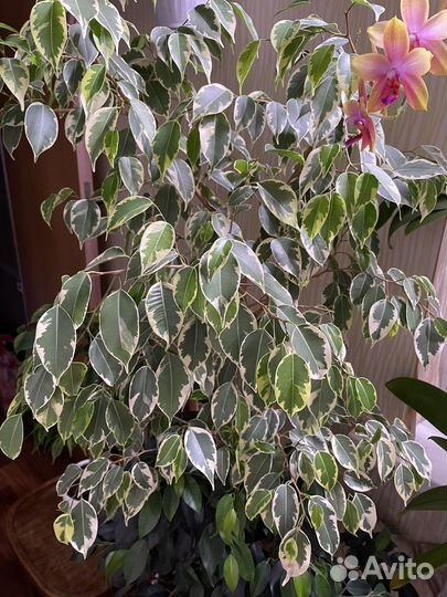 Фикус Бенджамина Бафт