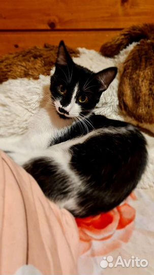 Кошки в добрые руки