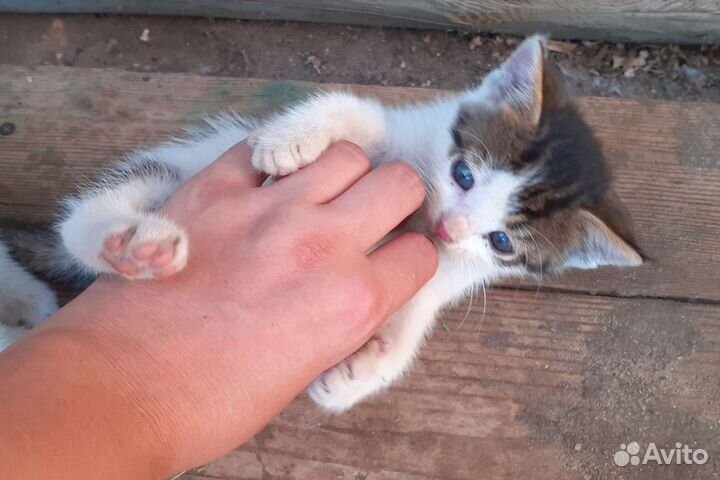 Котята, родились 05.07, бесплатно