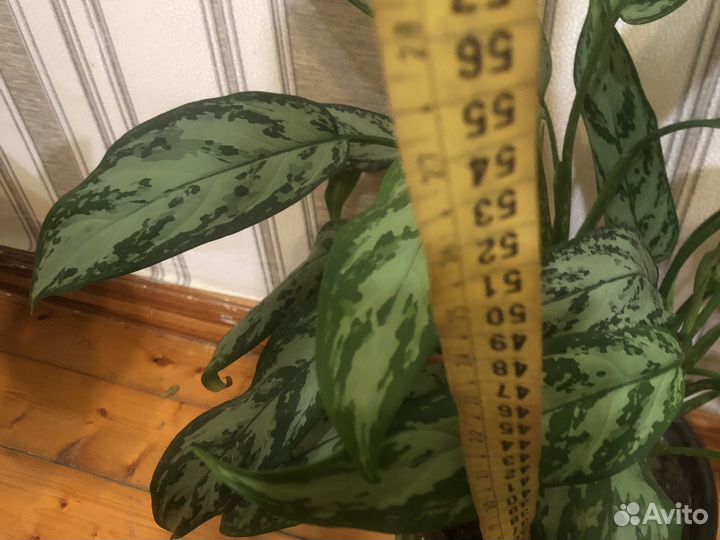 Диффенбахия