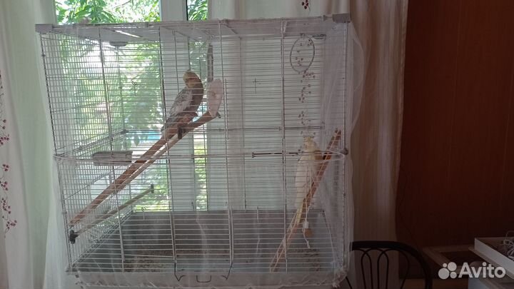 Попугай корелла с клеткой