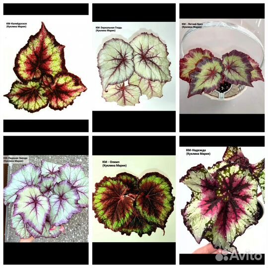 Королевские бегонии