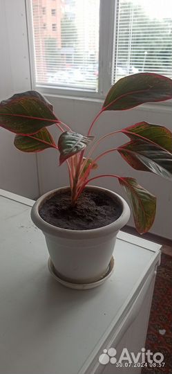 Аглаонема крит