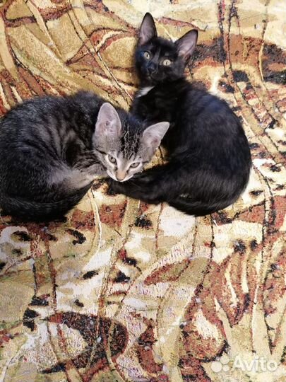 Котята мальчики в добрые руки