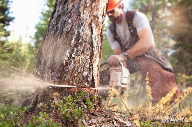 На постоянную работу требуется бригада в лес