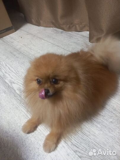 Вязка Шпица