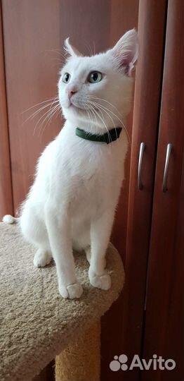 Самый ласковый Сахарок 1год привит кастрирован